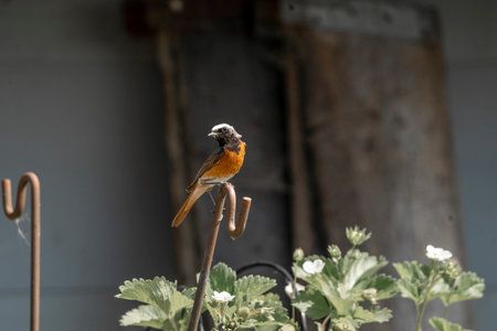 A robin is perched on a wire in a garden setting.
