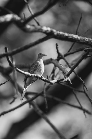 Black and white photo of a bird sitting on a tree branch.の写真素材