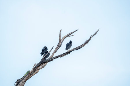 Two crows sitting on a tree branch in the Chobe National Park, Botswana.の写真素材