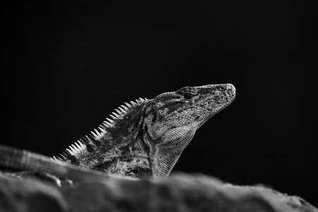 Close-up of a bearded dragon on a dark background in black and whiteの写真素材