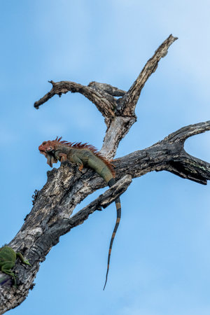 Iguana on tree branch in Chobe National Park, Botswana, Africaの写真素材