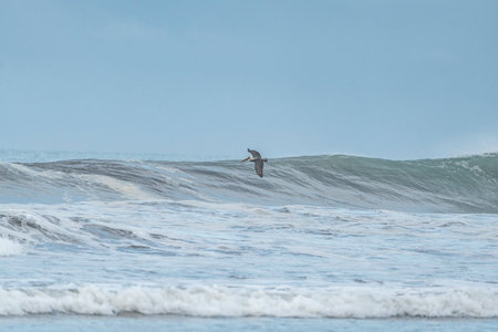 Surfers in action on the beach of Atlantic ocean, Portugal.の写真素材