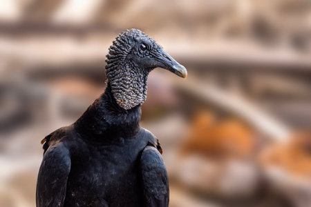 Portrait of black vulture on blurred background, close up viewの写真素材
