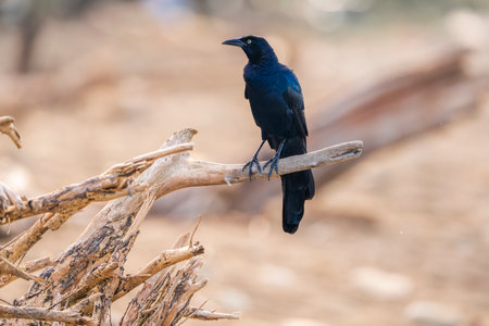 Black Grackle bird standing on a tree branch in the nature.の写真素材
