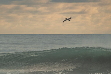 A seagull flying over a stormy ocean in the morningの写真素材
