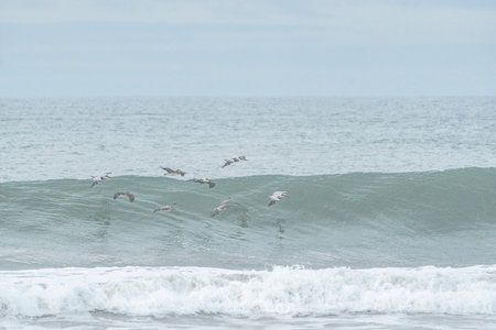 Seagulls flying over the sea in a cloudy day.の写真素材
