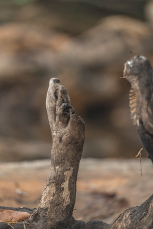 Birds in the wild, Chobe National Park, Botswana, Africaの写真素材