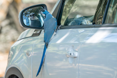 A blue parrot is sitting on the side of a car.