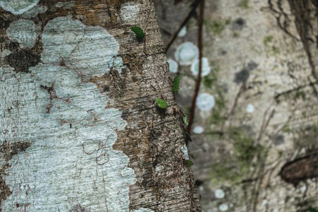 Close up of lichen on the bark of a birch treeの写真素材