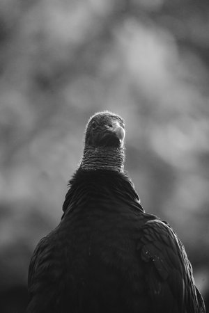 Black vulture (Cinereous vulture) in the natureの写真素材