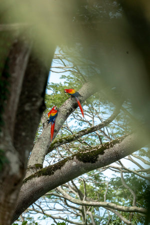 beautiful Scarlet macaw on a branch in the rainforest of Costa Rica