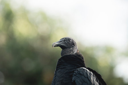 Close up of a Black Vulture (Corvus monachus)の写真素材