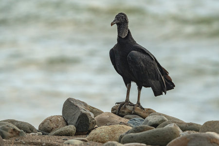 Black Vulture, Gyps fulvus, single bird on rock, Galapagos Islands, Ecuadorの写真素材