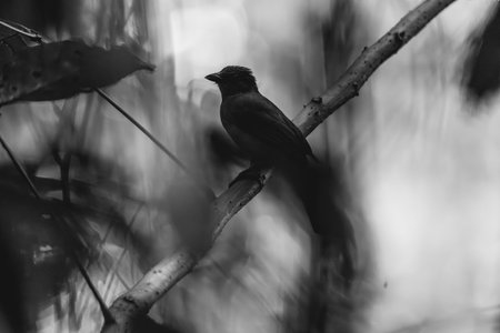Black and white photo of a bird sitting on a branch in the forestの写真素材