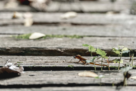 Dragonfly sitting on a wooden boardwalk in the early morning.の写真素材
