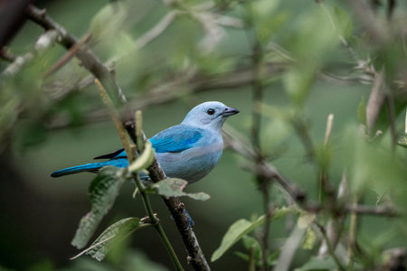 Male Bluebird (Sialia sialis) on a branchの写真素材