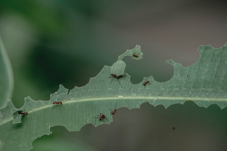 Ants on green leaf in the forest, closeup of photoの写真素材