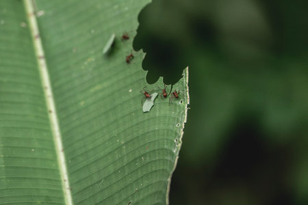 Ants on a banana leaf in the rainforest of Costa Ricaの写真素材