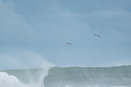 Pelicans flying on a wave in the Atlantic Ocean, Portugalの写真素材