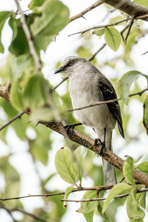 Mockingbird perched on a branch in a tree in Naples, Floridaの写真素材
