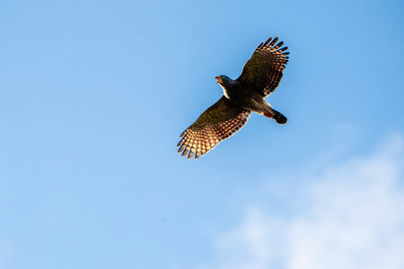 Common buzzard (Buteo buteo) in flightの写真素材