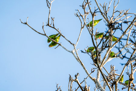 Green parrots sitting on tree branches in the forest, Thailand.の写真素材