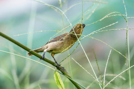 A female chiffchaff is perched on a reed.の写真素材