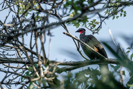 White-necked Spurfowl in the Okavango Delta, Botswanaの写真素材
