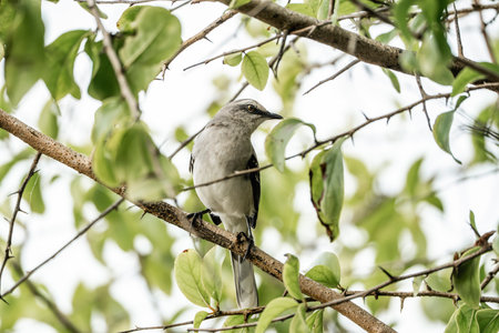 Mockingbird perching on a branch of a tree in natureの写真素材