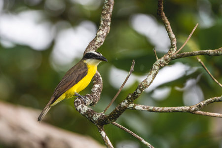 Yellow-bellied Bulbul, Pycnonotus goiavier, single bird on branch, Brazilの写真素材