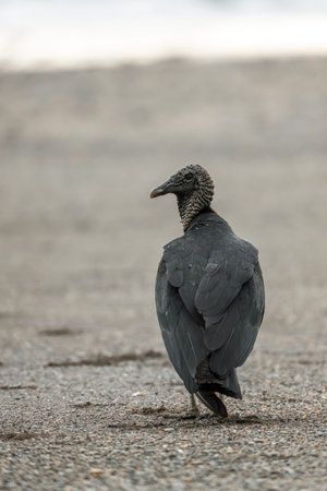 Black Vulture (Corvus corax) standing on the groundの写真素材