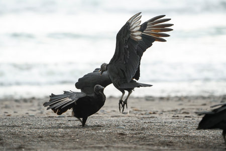 Vultures on the beach, Cape Town, South Africa.の写真素材