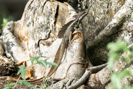 Close up of a lizard on a tree trunk in the park.の写真素材
