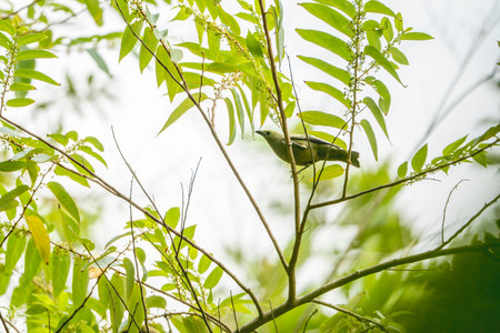 White-eye bird perching on a branch in the garden.の写真素材