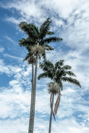 Coconut palm tree with blue sky and white clouds on background.の写真素材