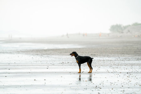 black dog standing on the beach in the misty morning, shallow depth of fieldの写真素材