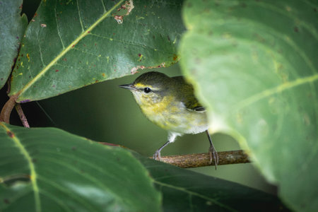 Phylloscopus collybita, Warbler, single bird on branch, Brazilの写真素材