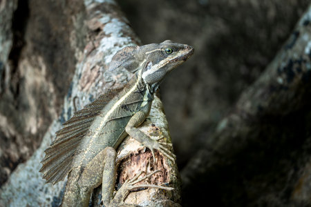 Iguana on a tree in the forest. Close up.の写真素材