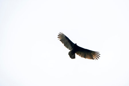Andean condor (Vultur gryphus) flyingの写真素材