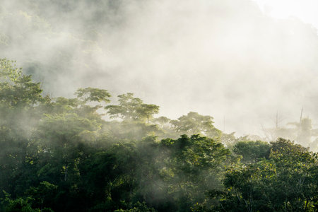 Fog in the morning at the tropical forest. Nature background.の写真素材