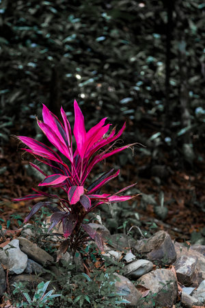 Pink flower in the garden, Thailand. (selective focus)の写真素材