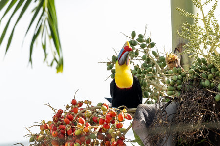 Toucan perched on a tree with fruits in the background.の写真素材