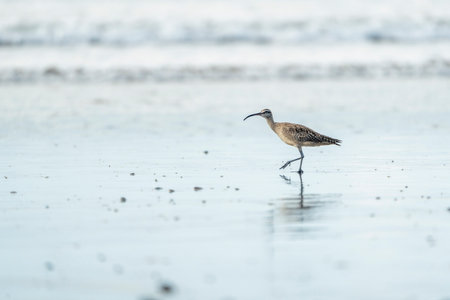 Whimbrel (Phasianus phasianus)の写真素材