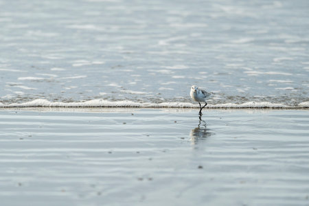 Little bird on the beach, close-up, selective focus.の写真素材