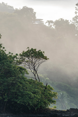 Tropical rain forest with fog in the morning, Thailand.の写真素材