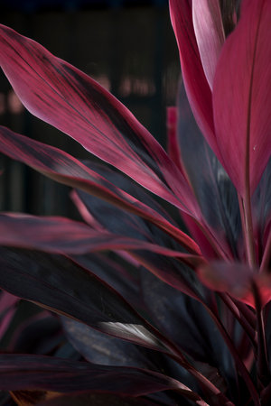 Purple leaves of ornamental plants in the garden, close upの写真素材