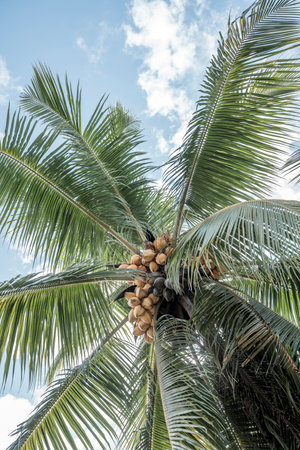 Coconut tree with coconuts on blue sky background.の写真素材