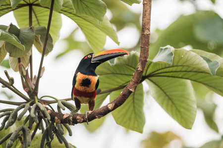 Cute tucan bird perched on a tree in the jungleの写真素材