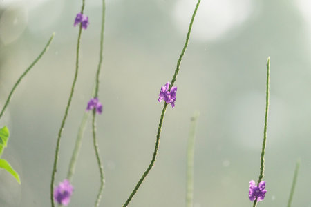 purple flower in the garden with soft light and bokehの写真素材