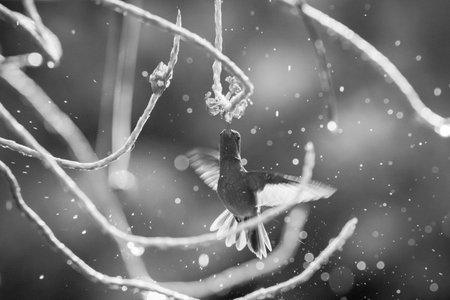 Black and white photo of a hummingbird taking off from a branchの写真素材